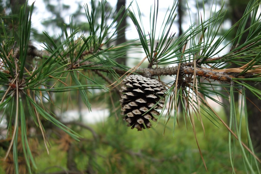 Pinus Sylvestris шишка