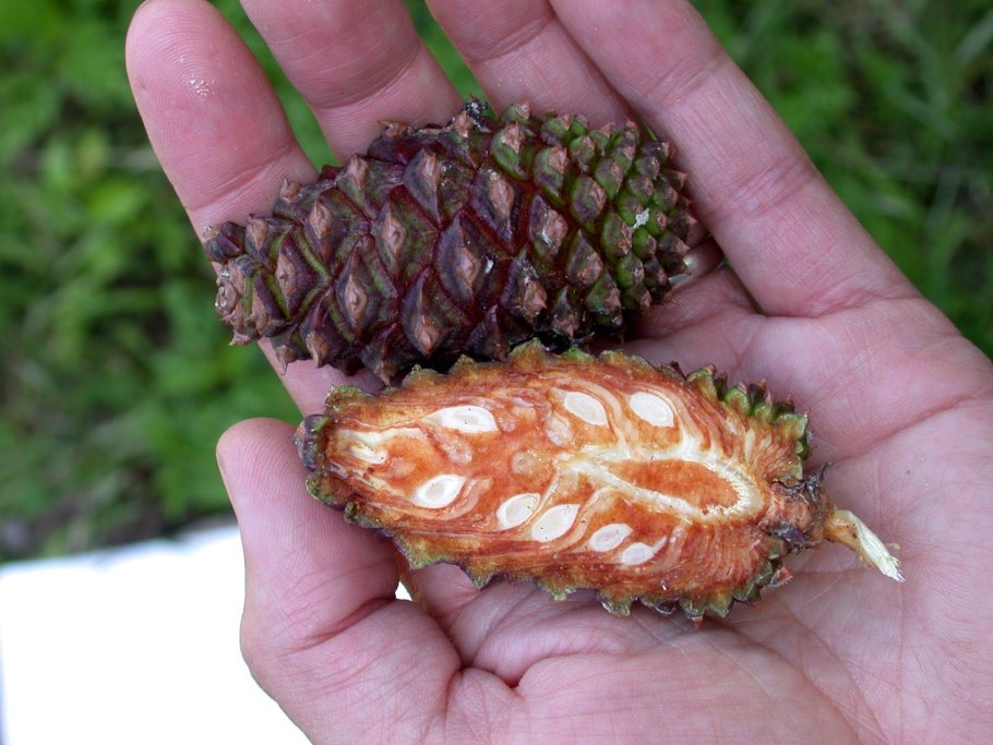 Лиственница Чекановского шишки