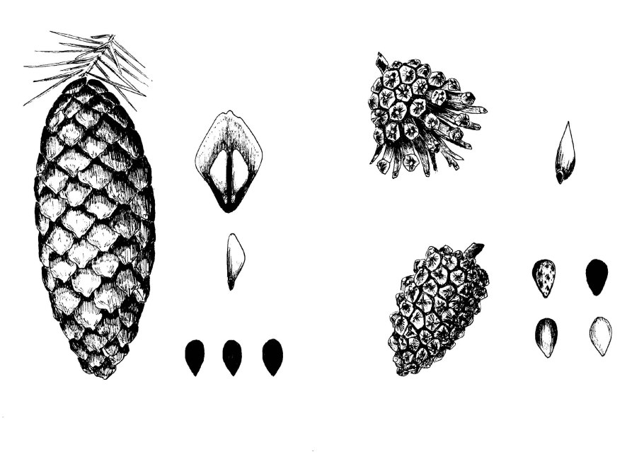 Кедр Сибирский Pinus sibirica
