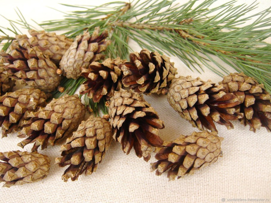 Сосна Пиния шишки