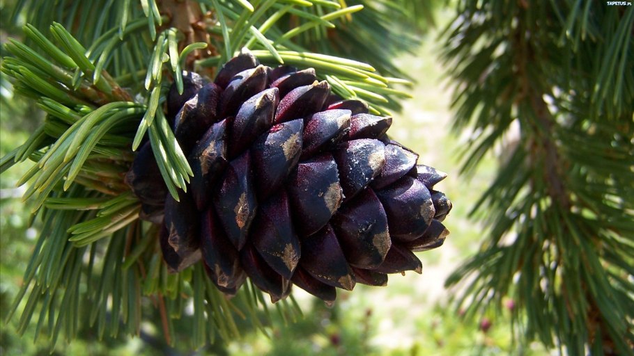 Сосна шишки и хвоинки