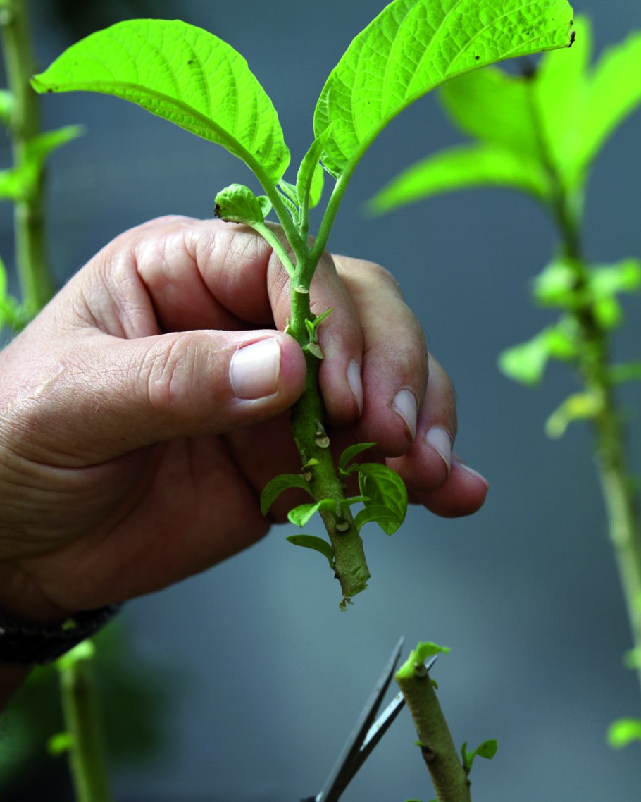 Корневая система крыжовника