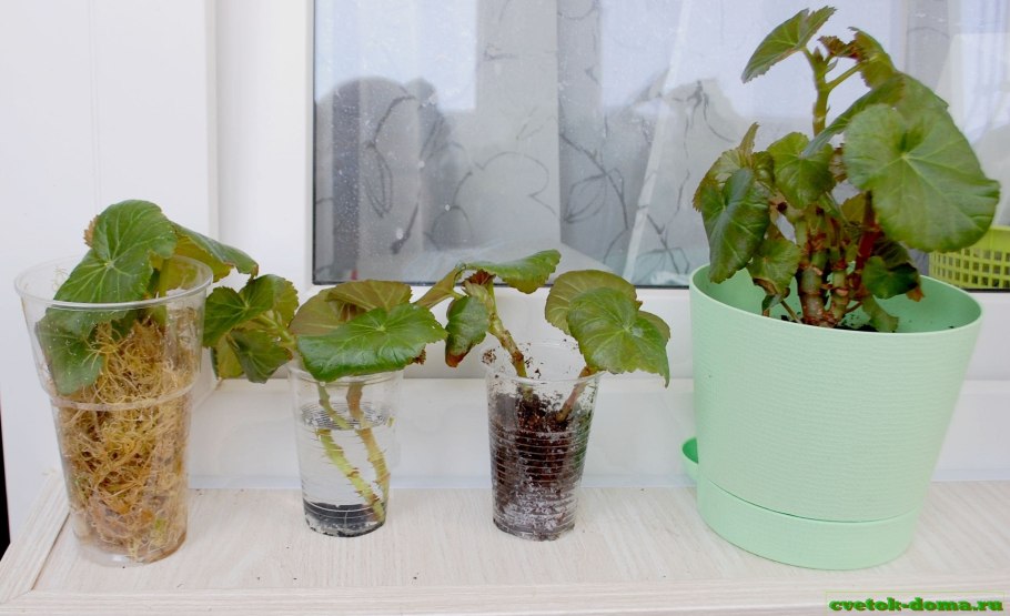 Черенки метельчатой гортензии