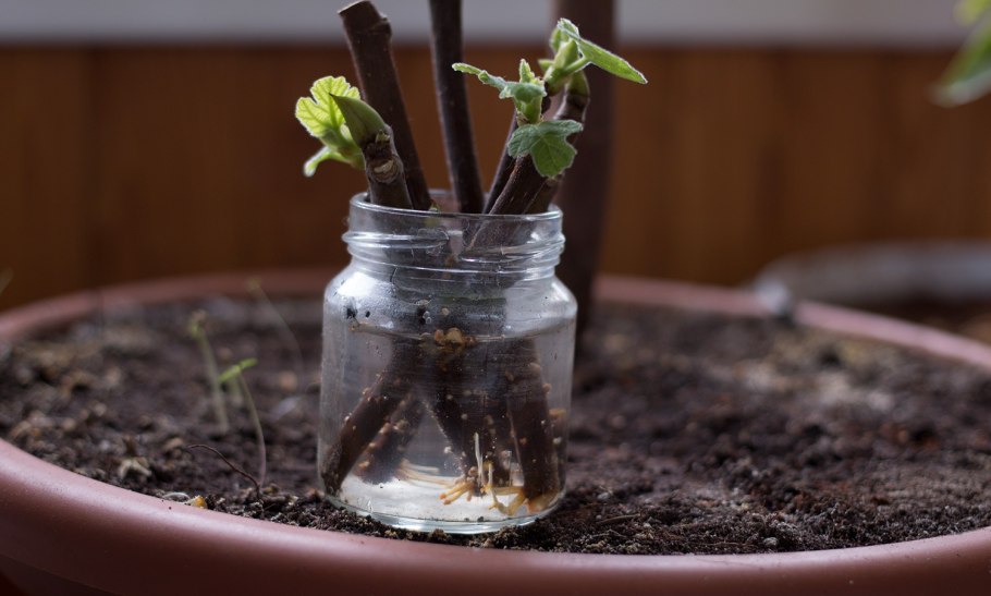 Малина размножается черенками