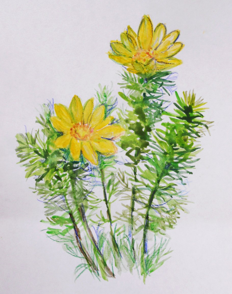 Горицвет весенний ГФ