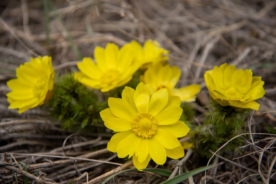 Весенние первоцветы горицвет весенний адонис