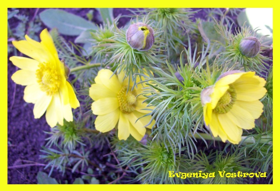 Адонис весенний плантации