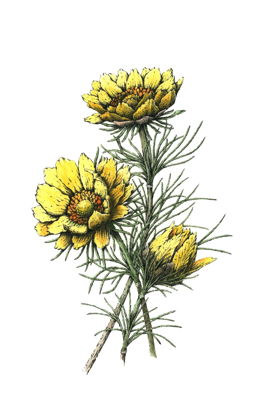 Адонис весенний (Adonis vernalis)
