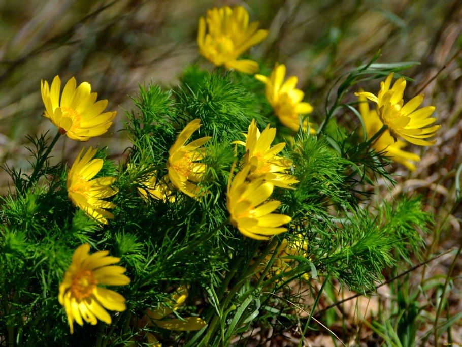 Адонис весенний (Adonis vernalis)