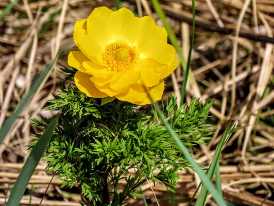 Адонис горицвет весенний красный