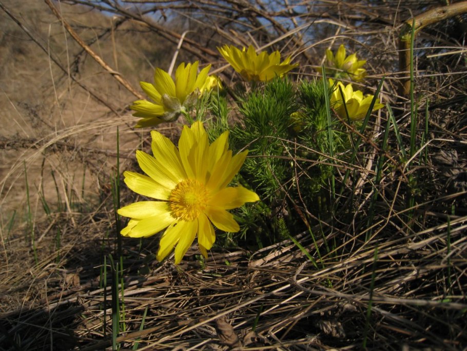 Адонис весенний горицвет