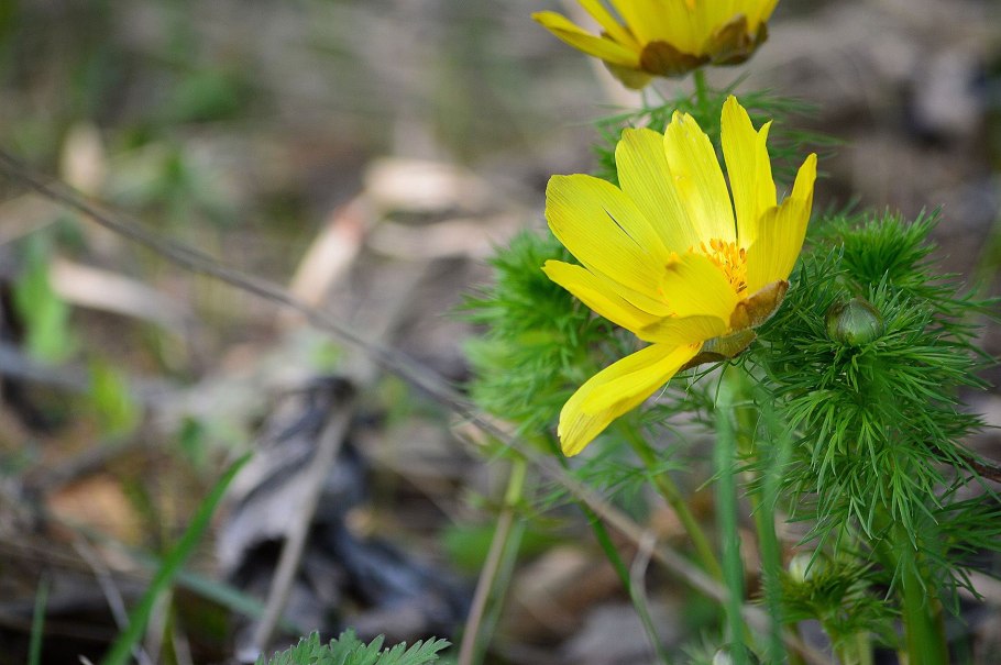 Горицвет сибирский