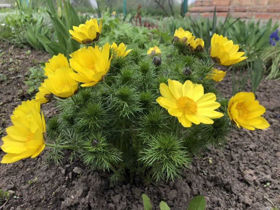 Букет из горицвета