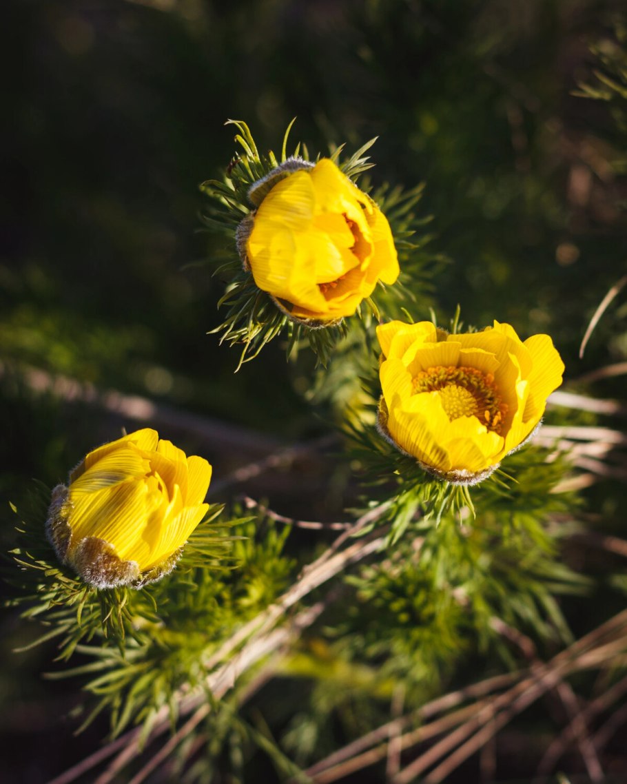 Адонис весенний