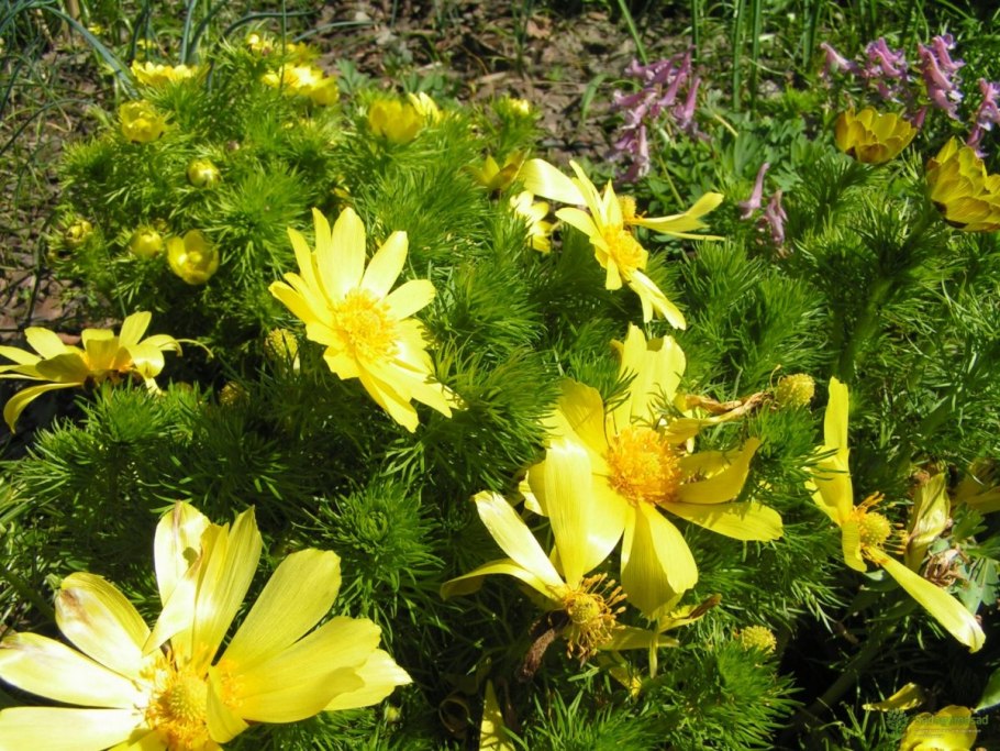 Адонис весенний черешок