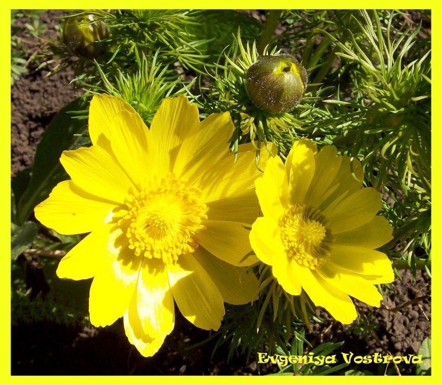 Лютик горицвет