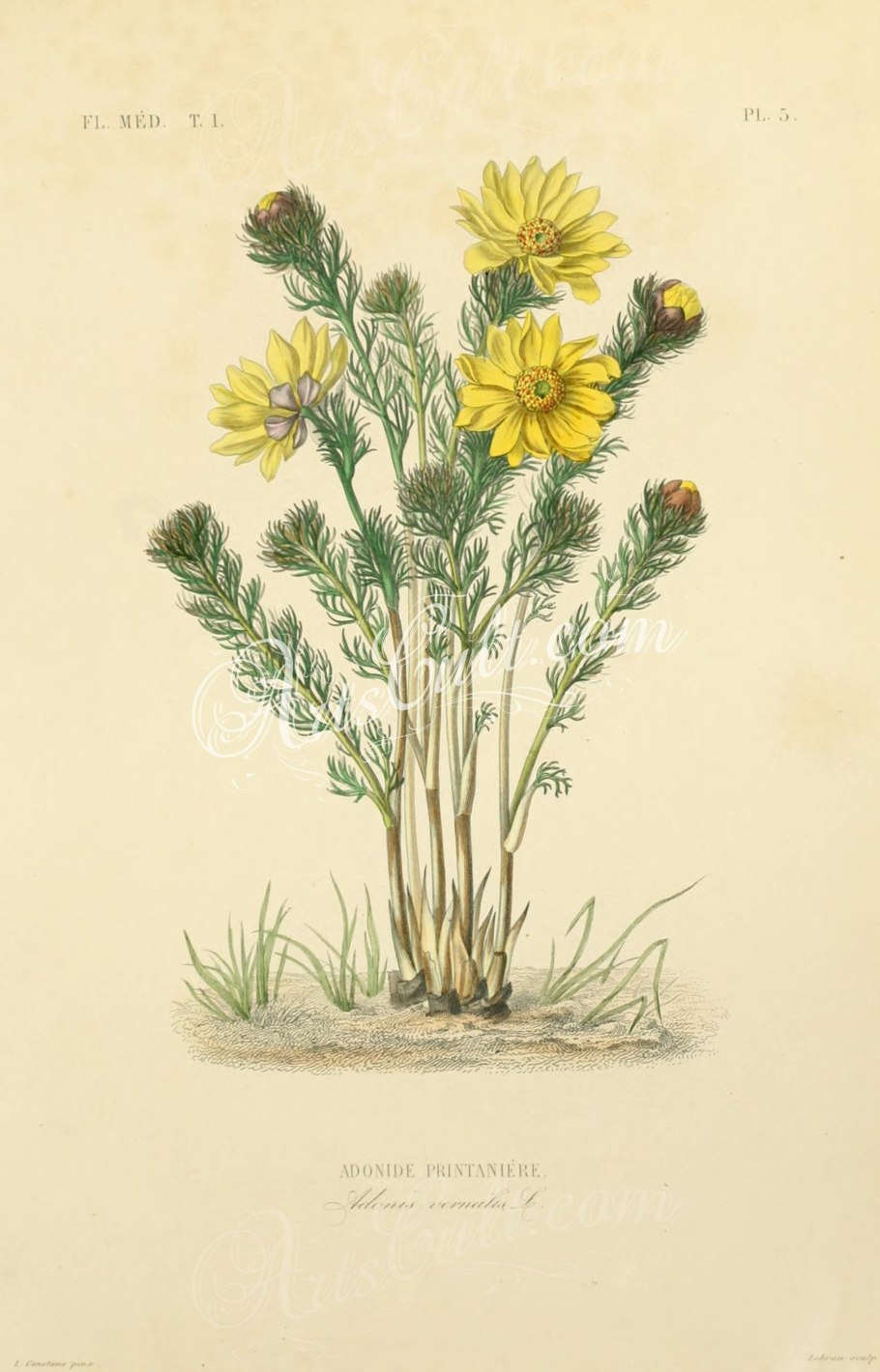 Горицвет, адонис весенний черно белый