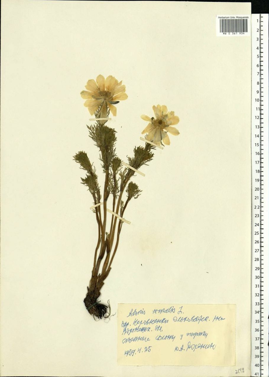 Адонис весенний Фармакогнозия