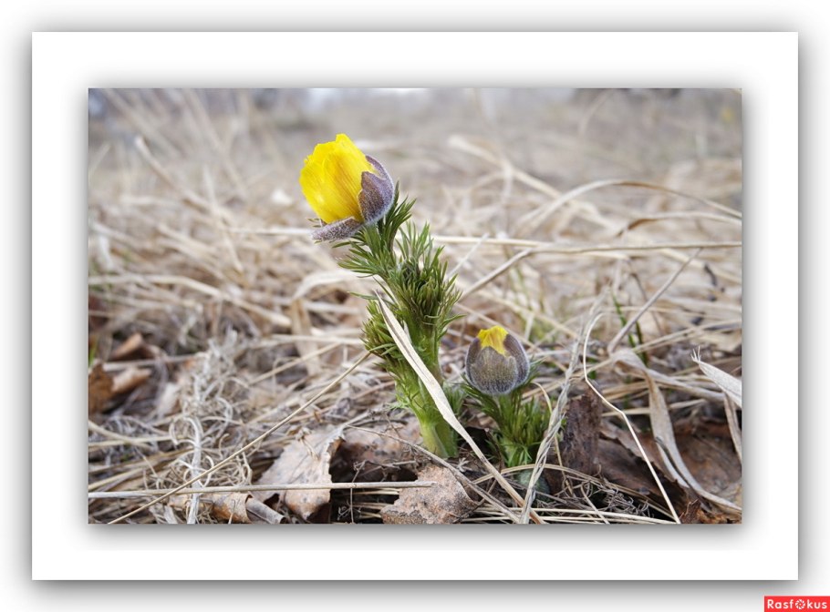 Адонис Ботаническая иллюстрация