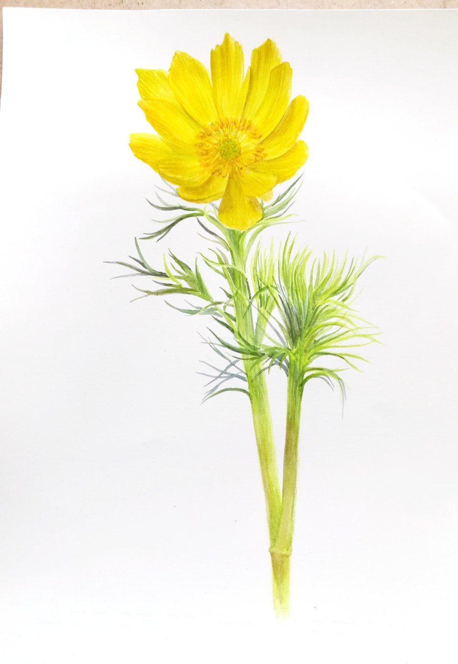 Горицвет весенний рисунок