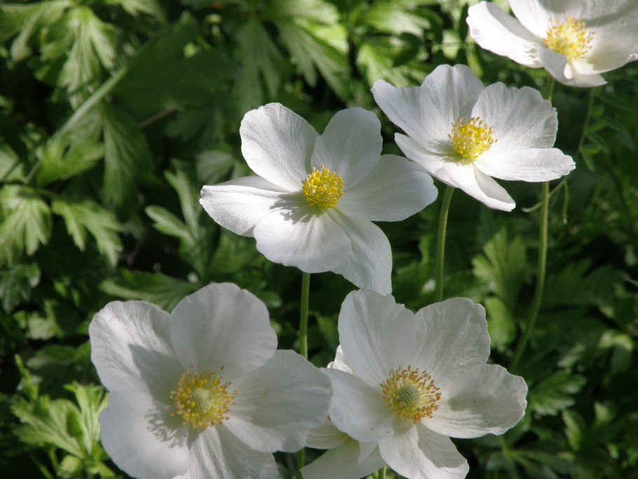 Анемона Тирольская