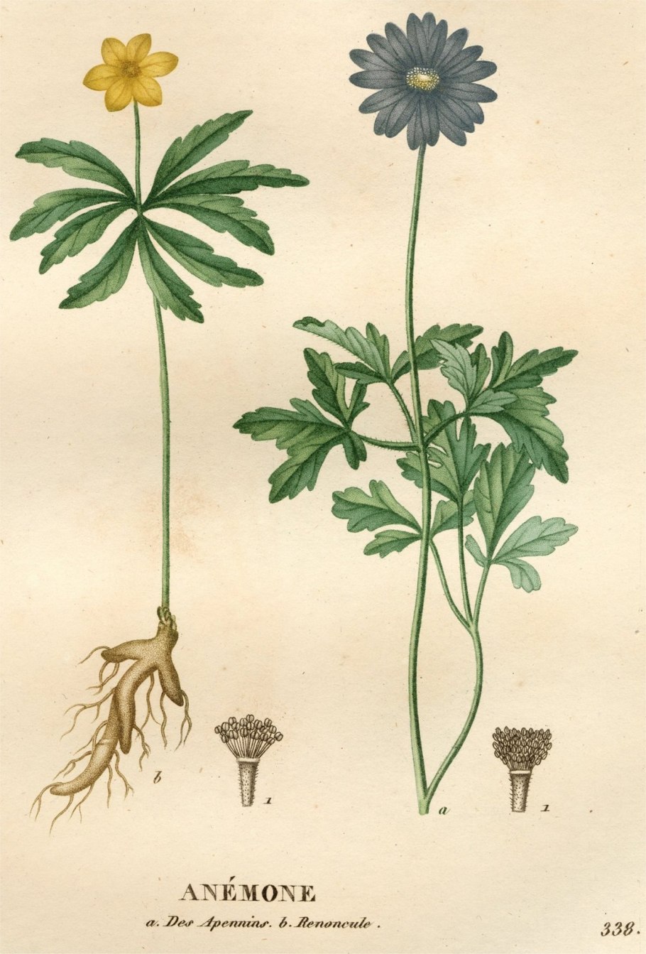 Anemone nemorosa лист