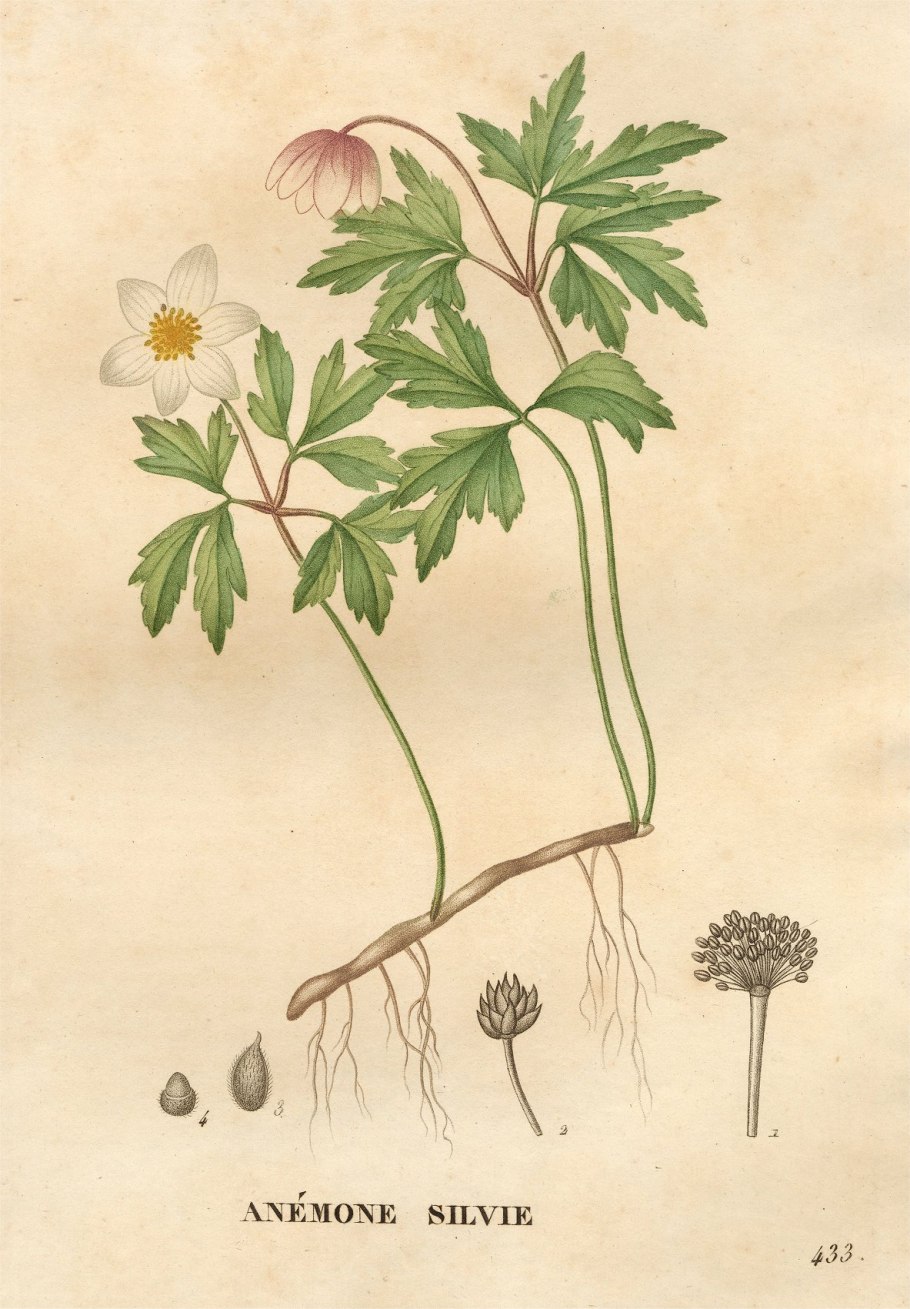 Анемон (ветреница) вектор