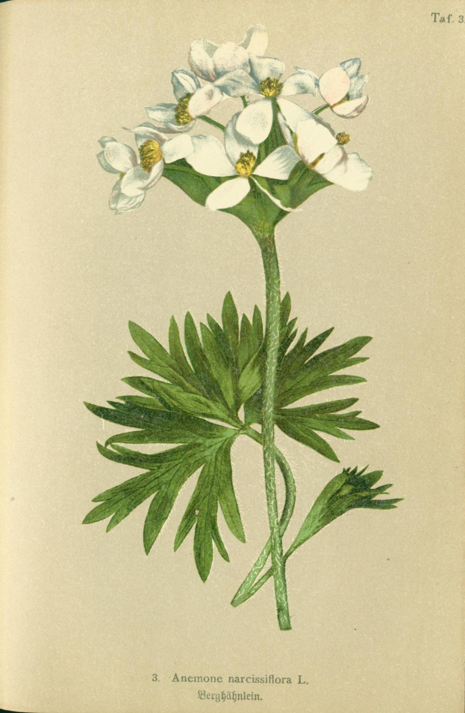 Ветреница лютиковая Дубравная