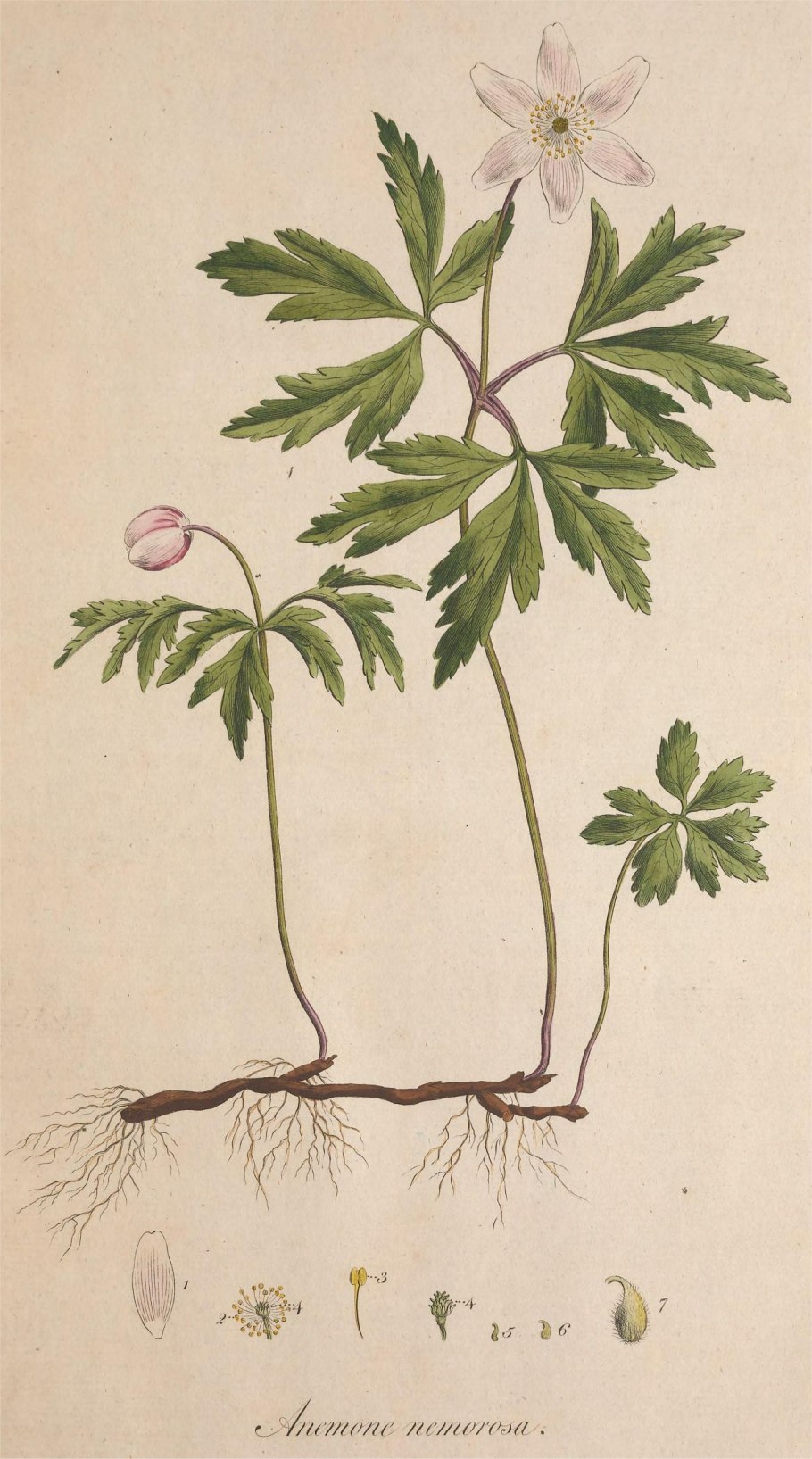 Ветреница Лесная гербарий