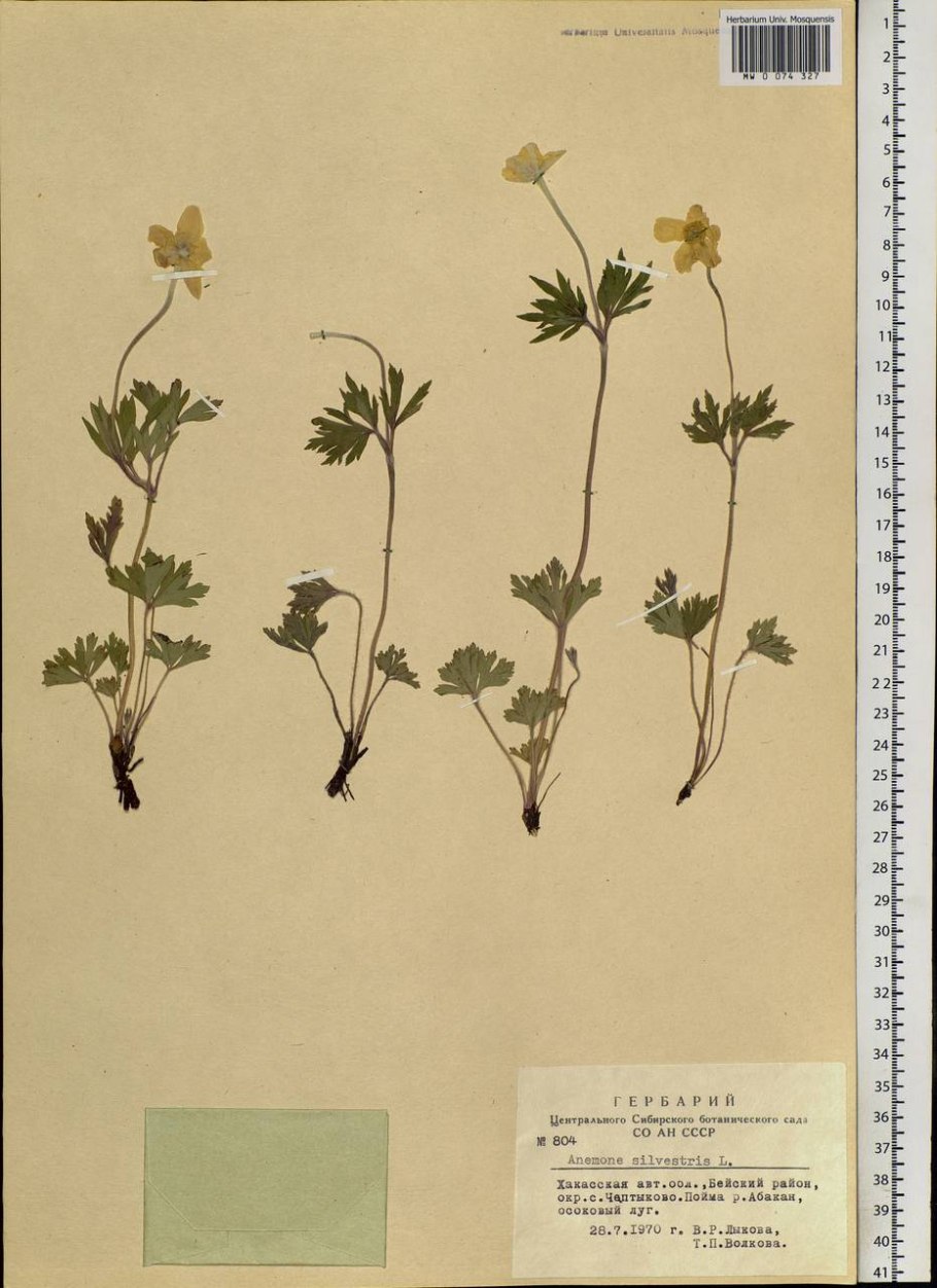 Анемона Сильвестрис