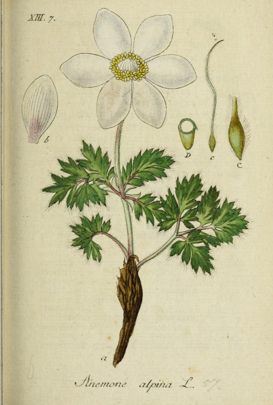 Ветреница отогнутая