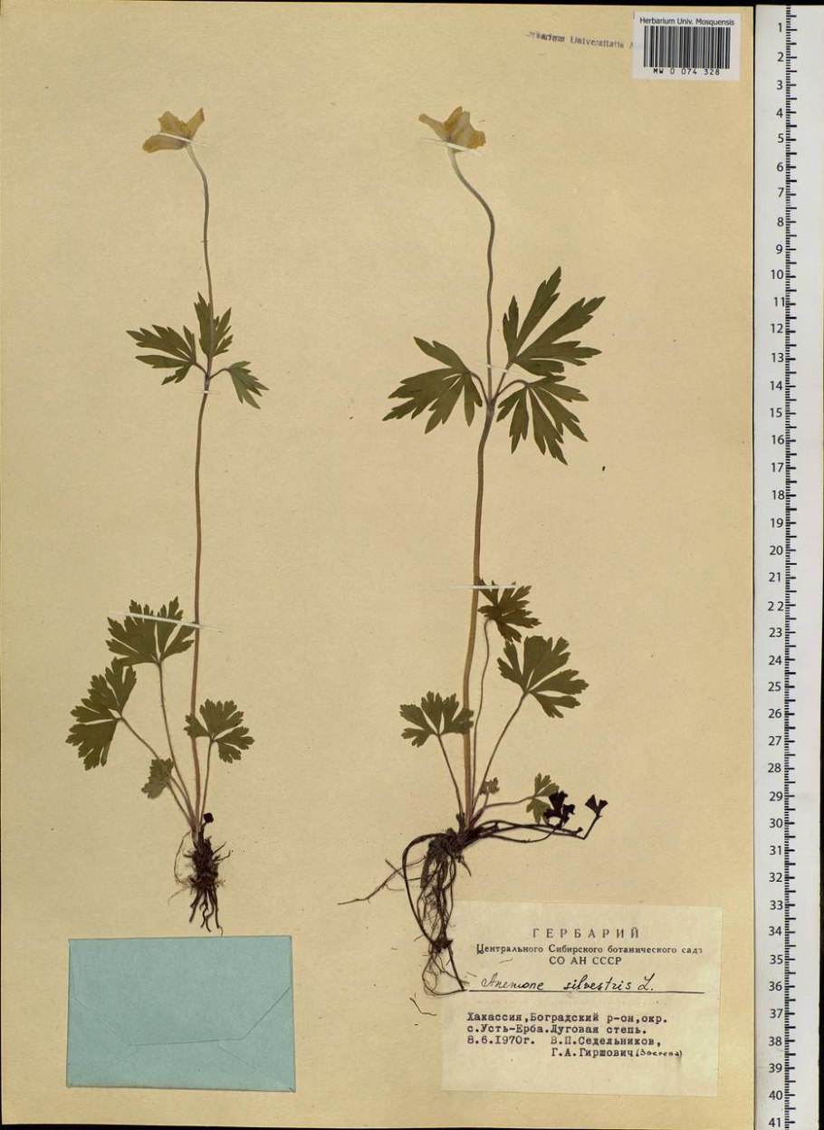 Ветреница Лесная Ботанический рисунок