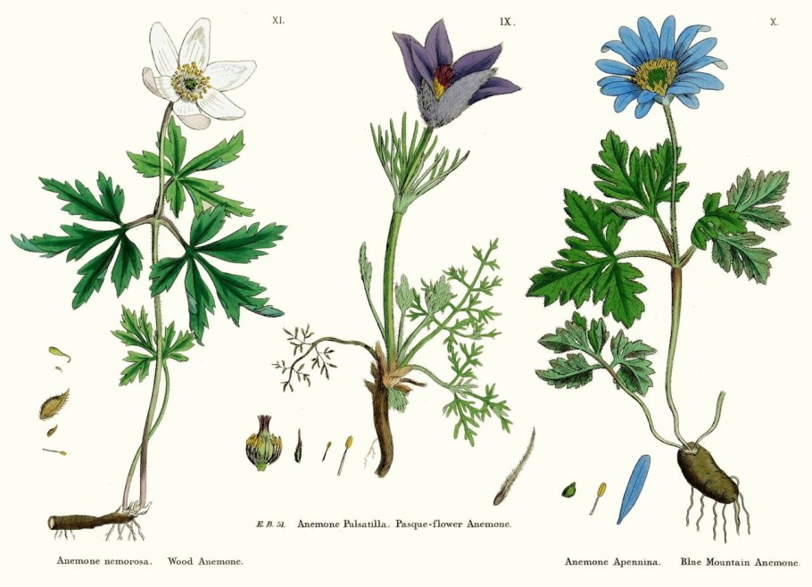 Зеленый анемон