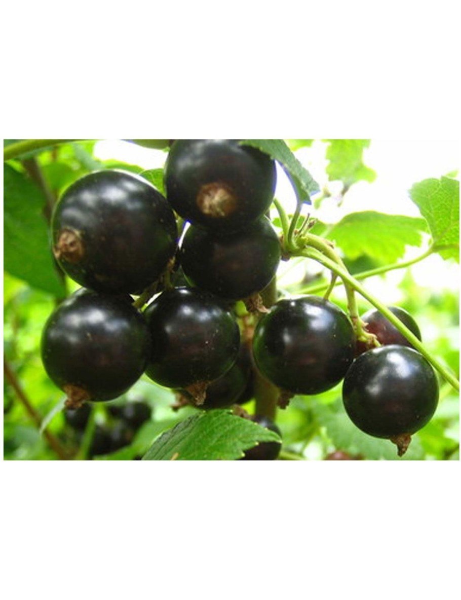 Собирательница джаботикабы