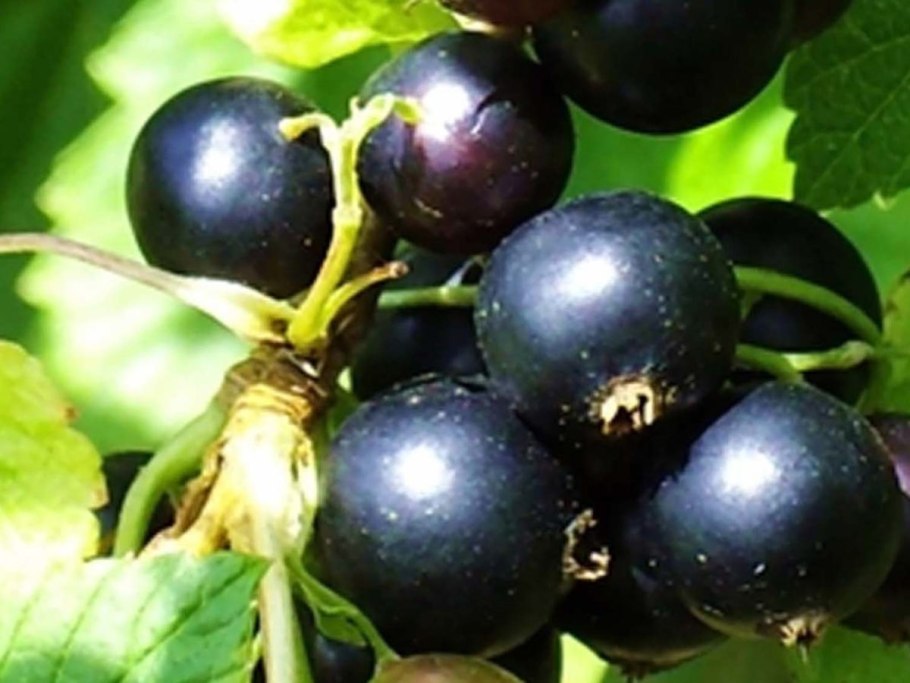 Смородина белорусская сладкая