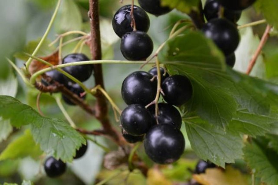 Смородина - ribes nigrum. Tsema