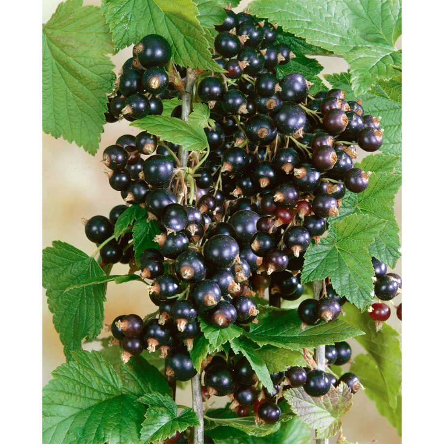 Смородина Селеченская 2