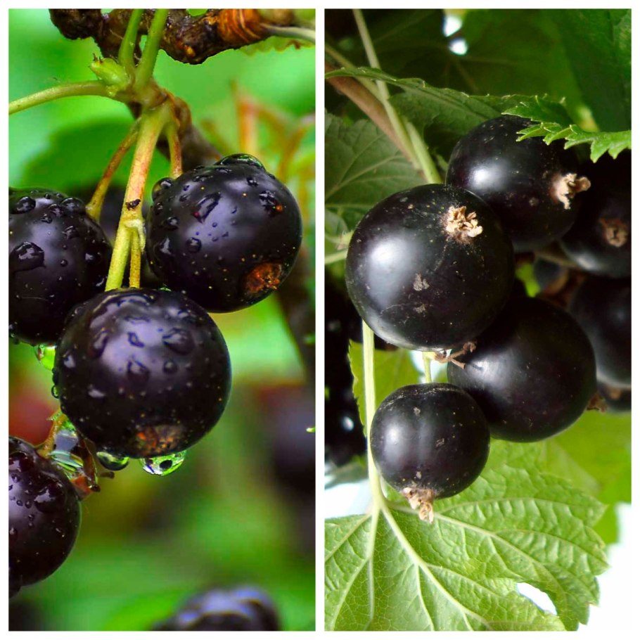 Смородина Титания