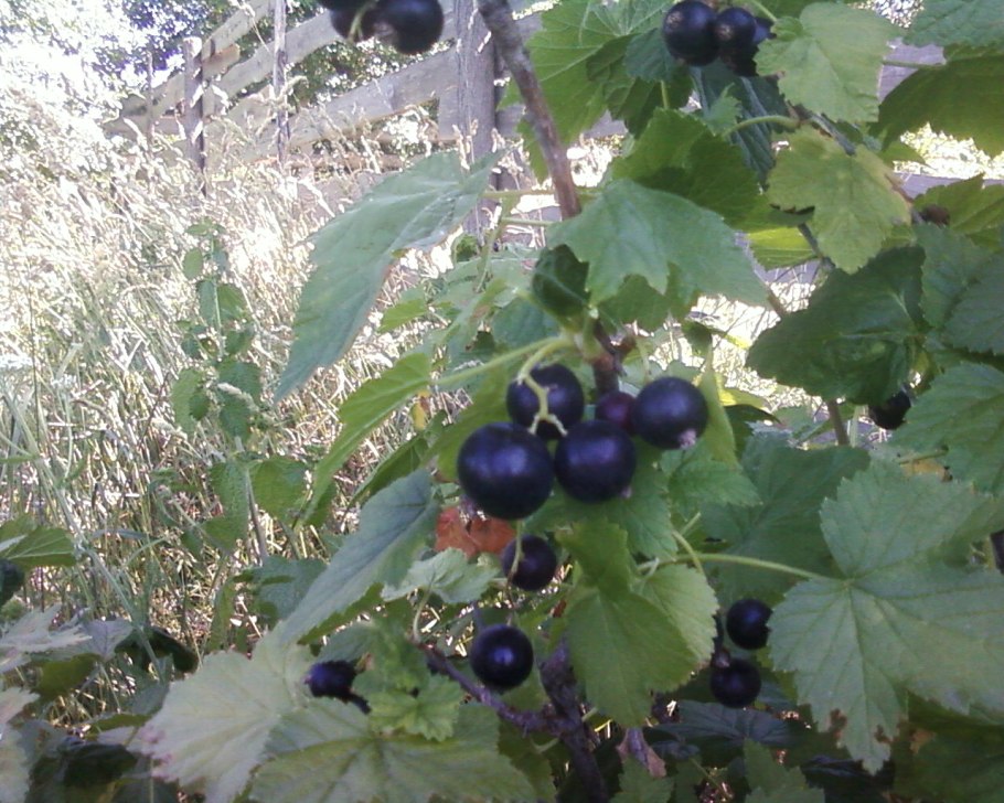 Черная смородина белорусская сладкая