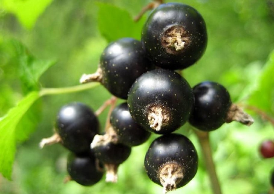Сорт Гулливер черная смородина