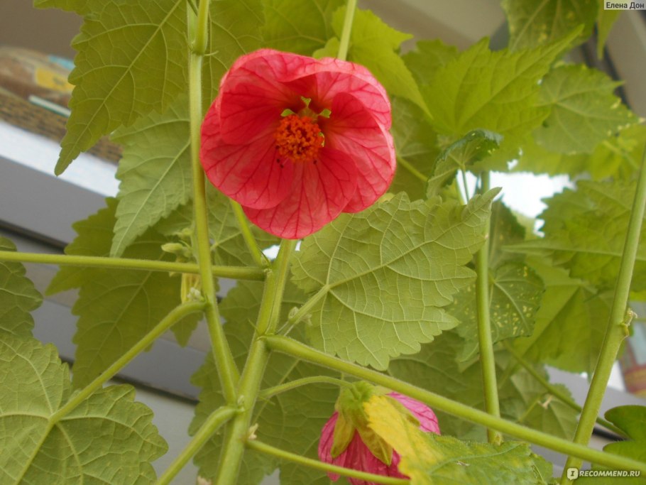 Абутилон Abutilon Pleniflorum