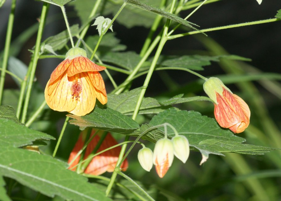 Bella Apricot Shades