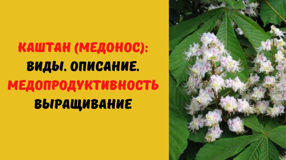 Свечки каштана