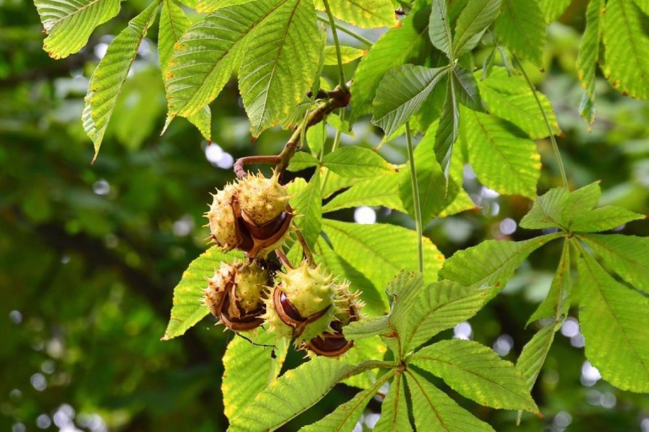 Каштан ëнгоги