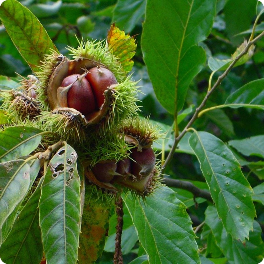 Каштан съедобный (посевной) сатива