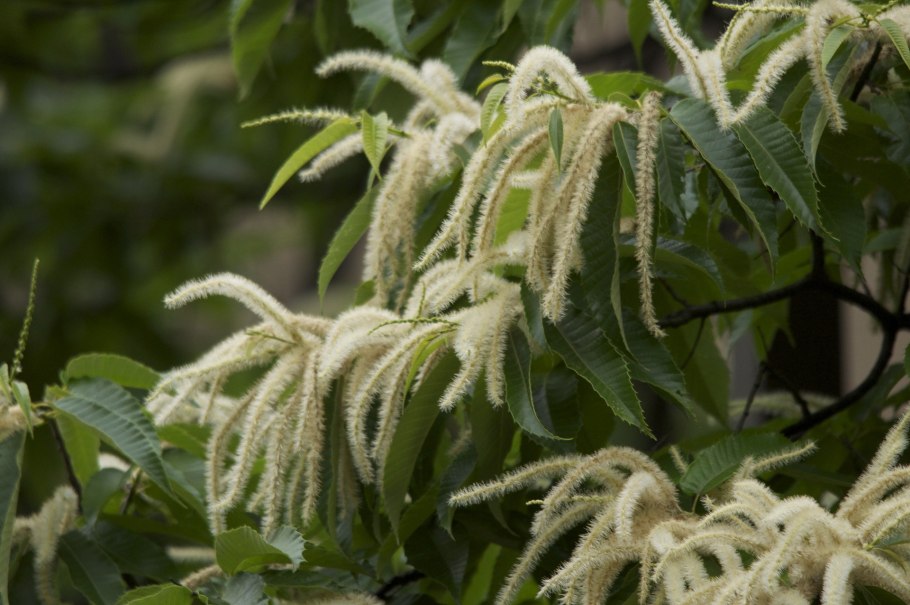 Каштан дарахти