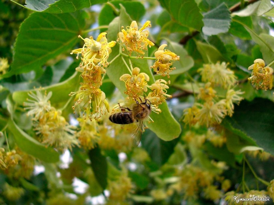 Конские каштаны на белом