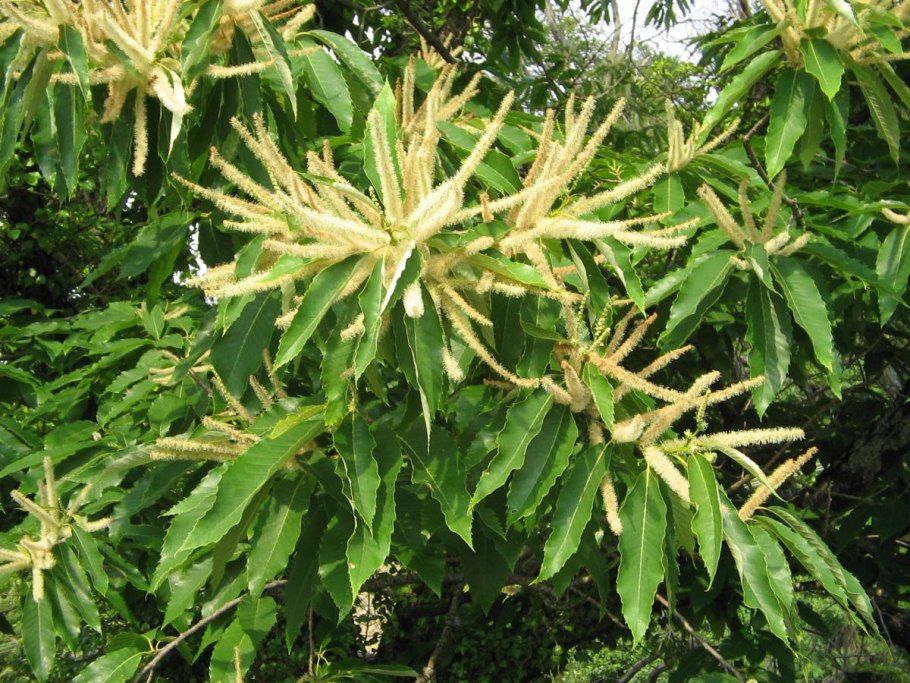 Каштан посевной цветение