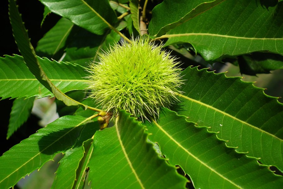 Каштаны цветение в Париже