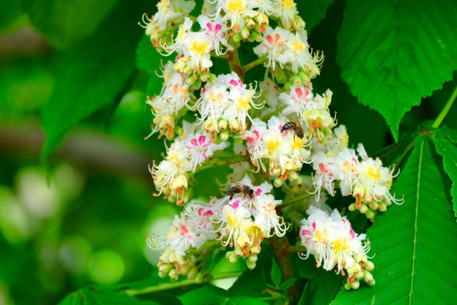 Каштан многоцветковый